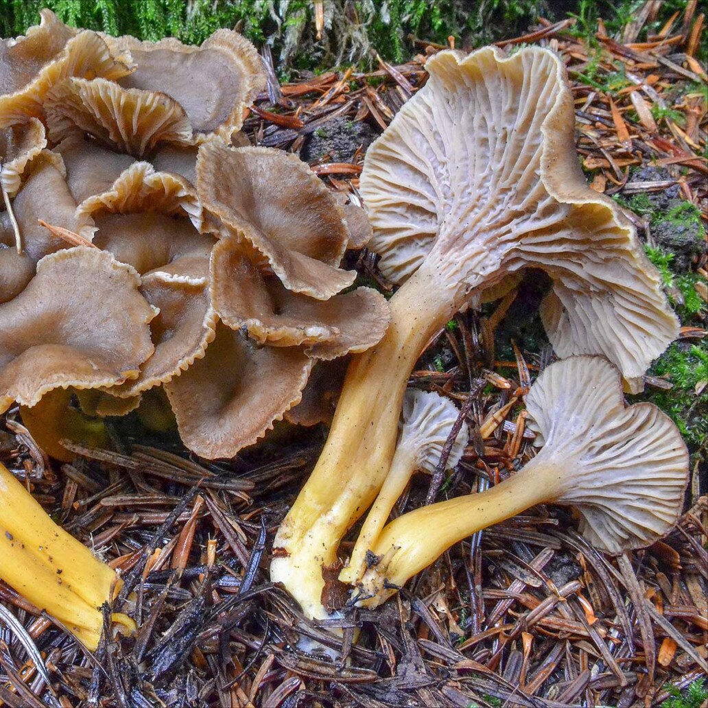 Champignon chanterelle en tube