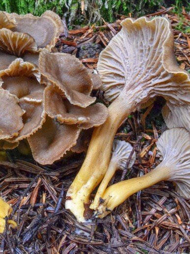Champignon chanterelle en tube
