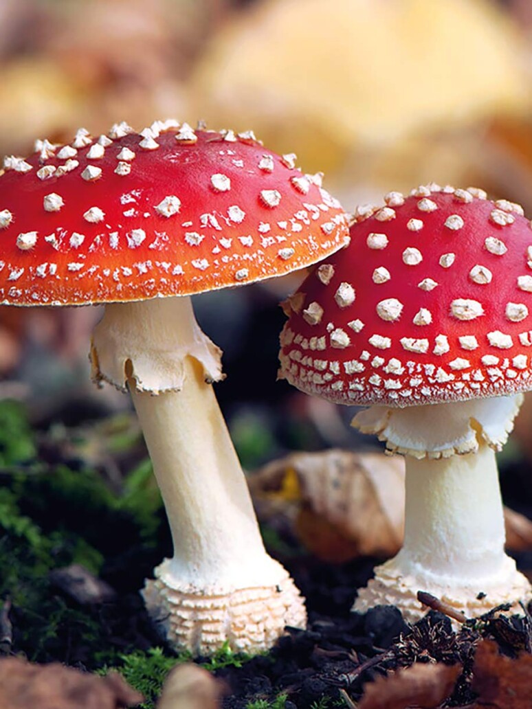 Champignon toxique l'amanite tue mouche