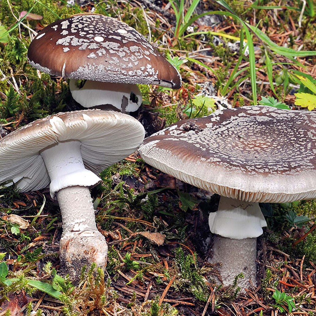 champignon Amanite épaisse (amanita excelsa var. spissa) : comestible médiocre en foret