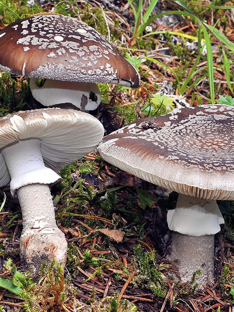 champignon Amanite épaisse (amanita excelsa var. spissa) : comestible médiocre en foret