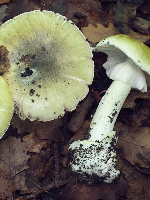 L’Amanite Phalloïde : Un Champignon Mortel à Surveiller