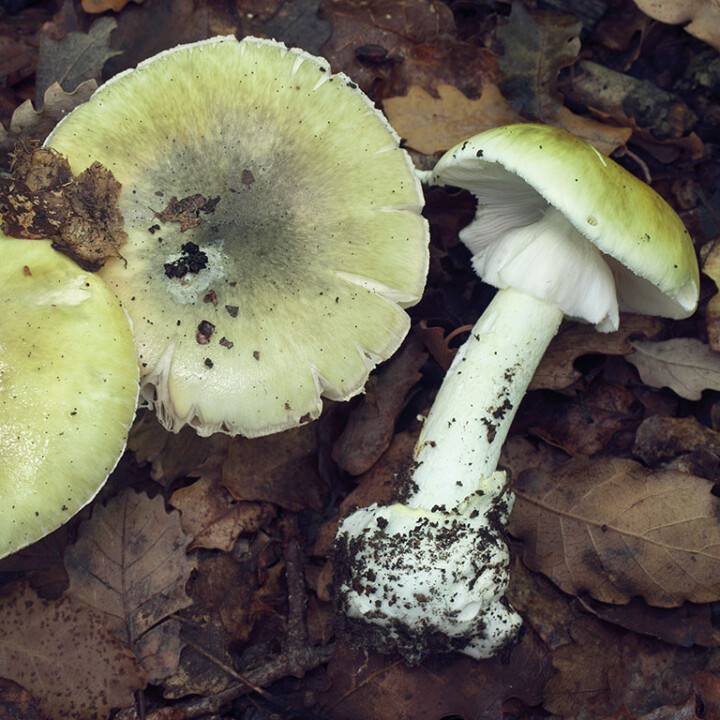 L’Amanite Phalloïde : Un Champignon Mortel à Surveiller