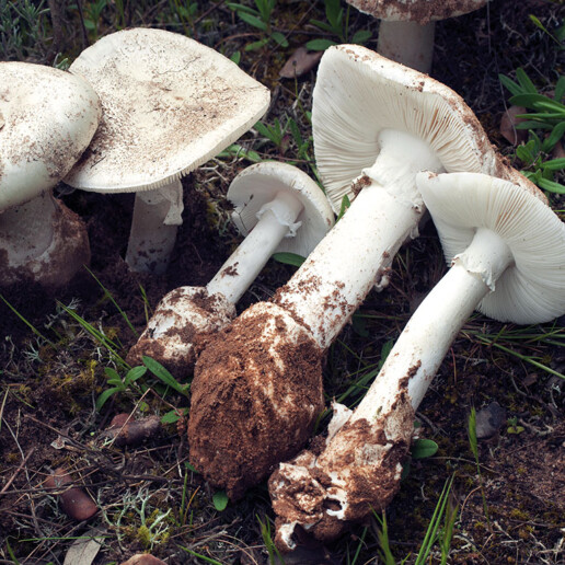 Champignon amanite