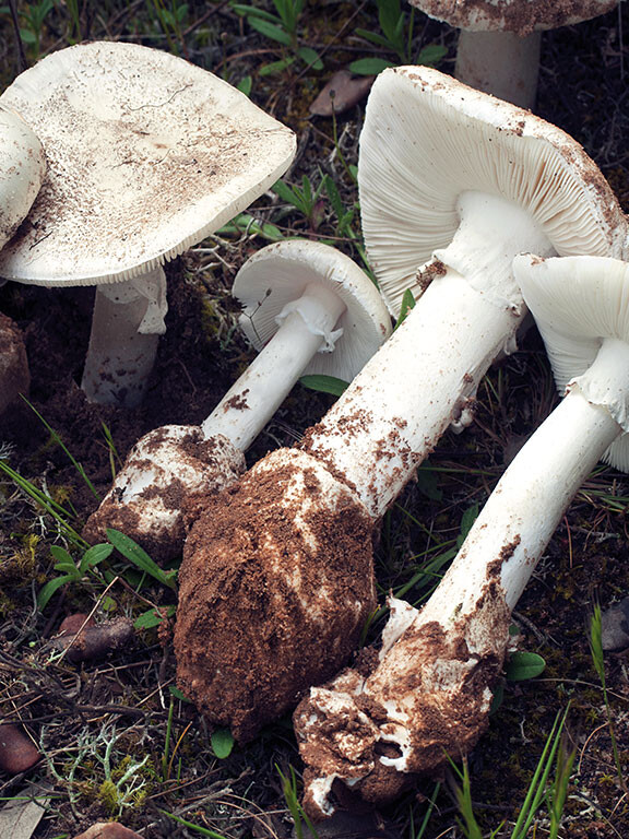Champignon amanite