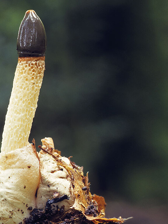 Champignon pénis
