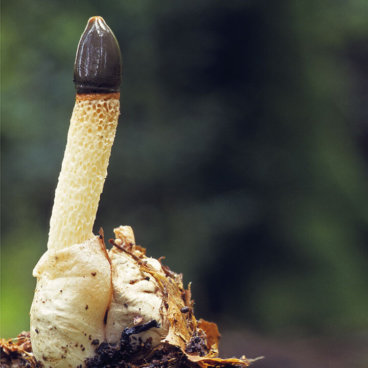 Champignon pénis