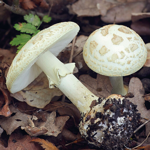 Amanite Citrine Identification champignon : un chapeau et un pied avec lames libres