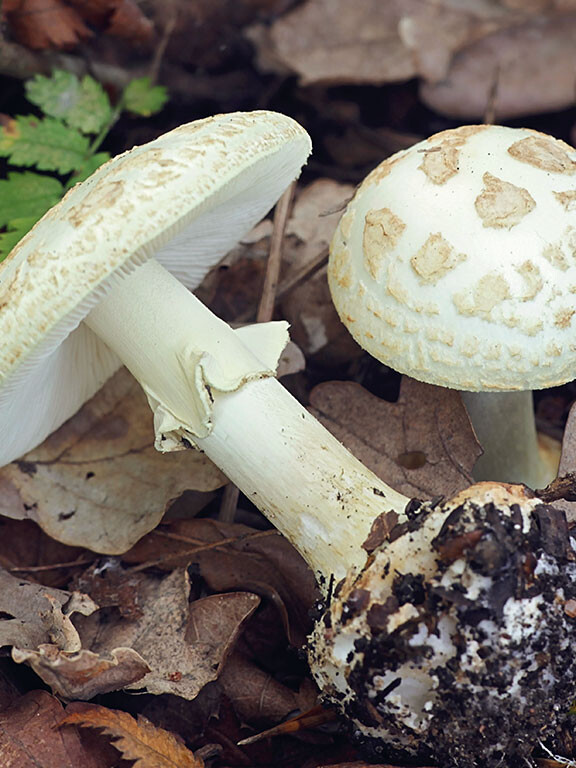 Amanite Citrine Identification champignon : un chapeau et un pied avec lames libres
