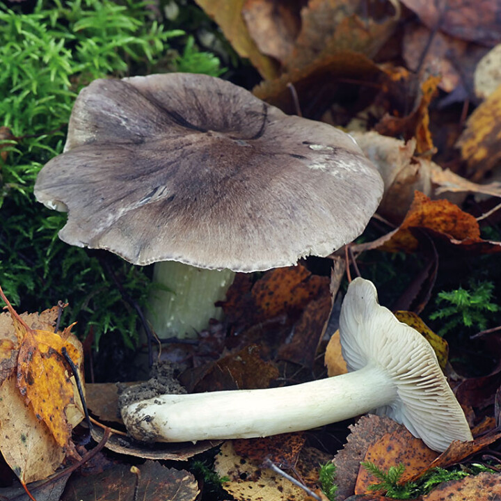 Champignon charbonnier