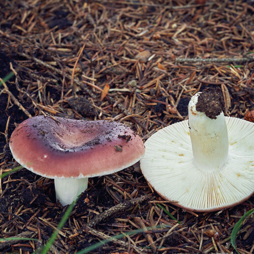 Champignon rose