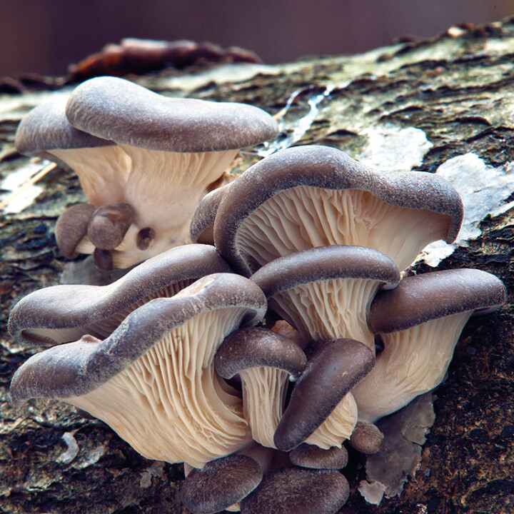 Champignon éventail