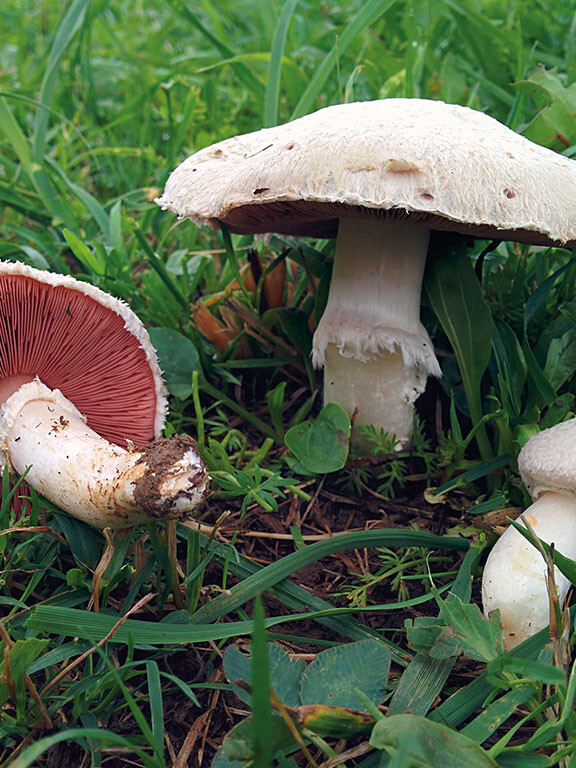 Champignon blanc à lames roses