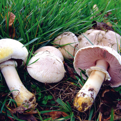 Champignon des prés, l'agaric jaunissant (agaricus xanthoderma) : champignon toxique