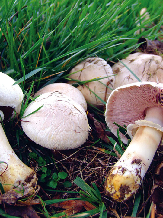 Champignon des prés, l'agaric jaunissant (agaricus xanthoderma) : champignon toxique