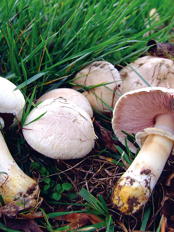 Champignon des prés, l'agaric jaunissant (agaricus xanthoderma) : champignon toxique