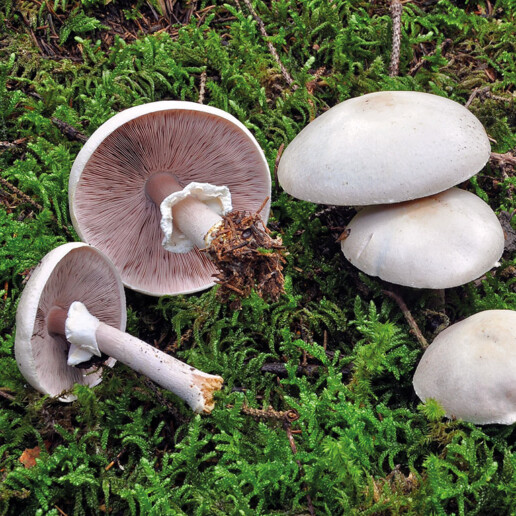 Champignon agaric de Aout