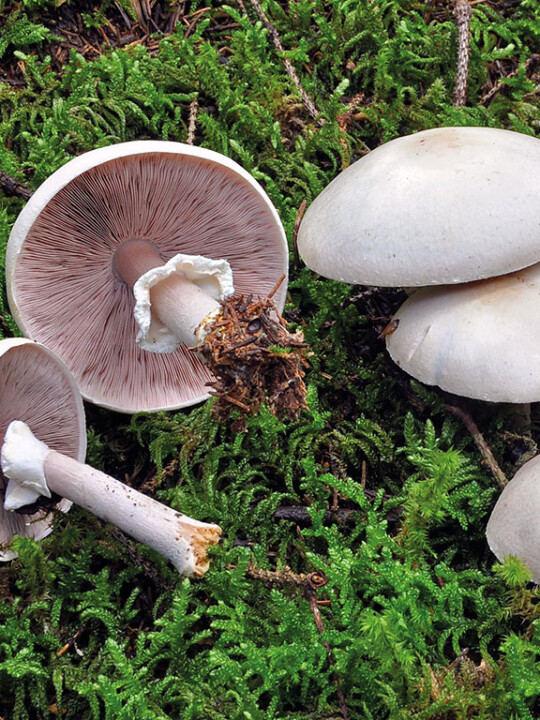 Champignon agaric de Aout