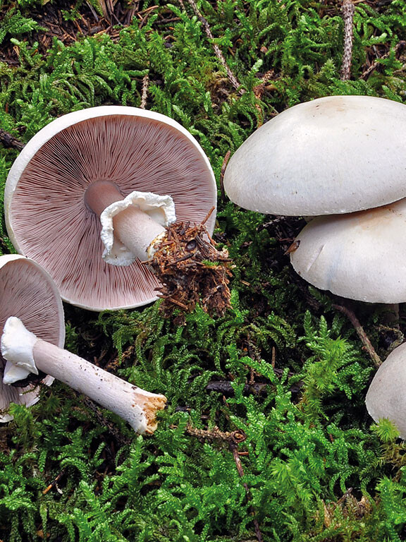Champignon agaric de Aout