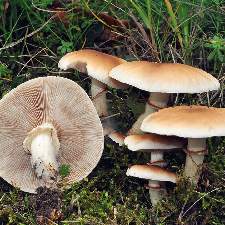 Champignon pholiote