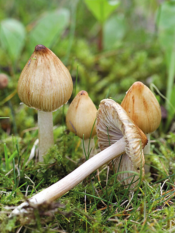Champignon un chapeau et un pied avec lames ascendantes INOCYBE FASTIGIÉ