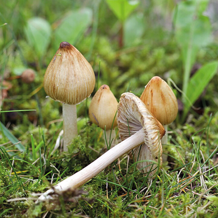 Champignon un chapeau et un pied avec lames ascendantes INOCYBE FASTIGIÉ