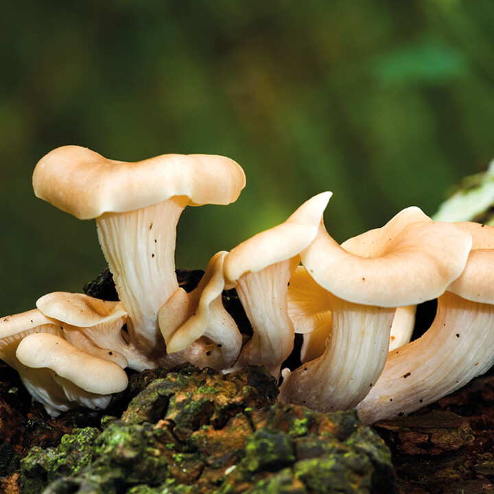 Champignon pleurote