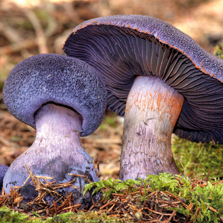 Cortinaire violet CHAMPIGNON UN CHAPEAU ET UN PIED, À LAMES ADNÉES OU ÉCHANCRÉES, DE COULEUR BLEUES, MAUVES, VIOLETTES