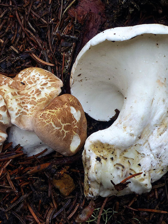 Champignon à pores