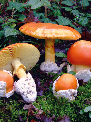 Champignon amanite, Amanite des césars (amanita caesarea) : excellent comestible