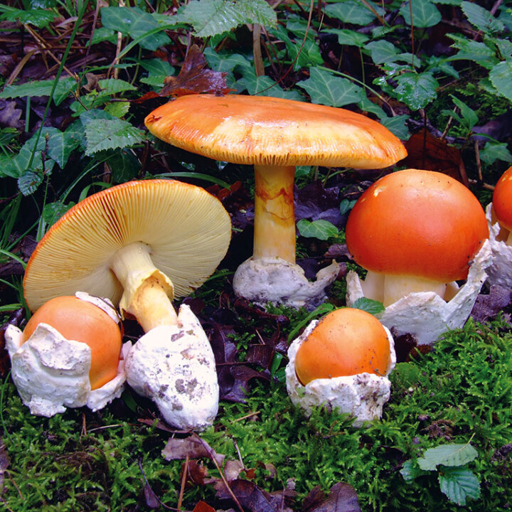 Champignon amanite, Amanite des césars (amanita caesarea) : excellent comestible