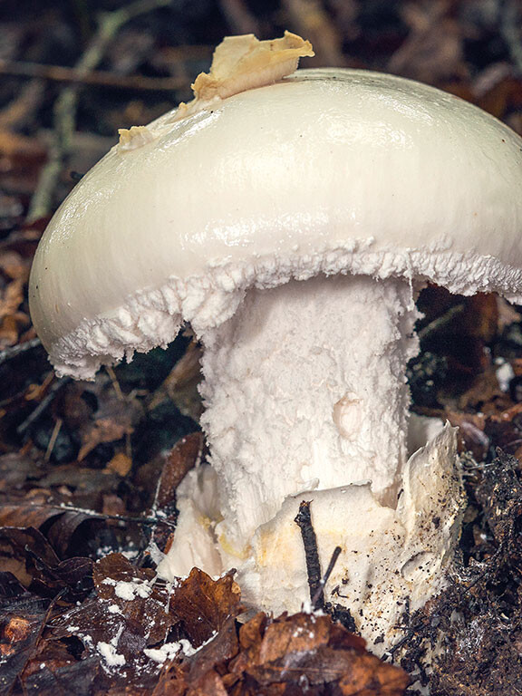 Champignon amanite