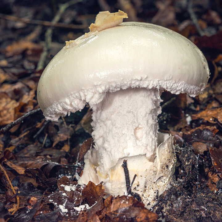 Champignon amanite