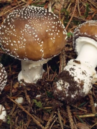 Champignon amanite panthere sur la terre