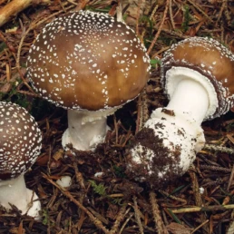 Champignon amanite panthere sur la terre