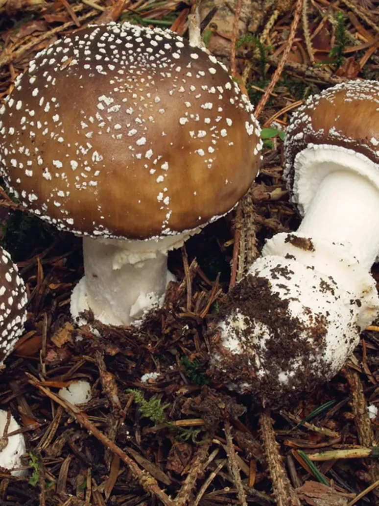 Champignon amanite panthere sur la terre