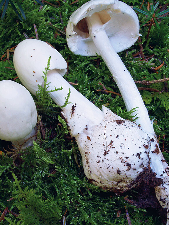 Champignon mortel amanite
