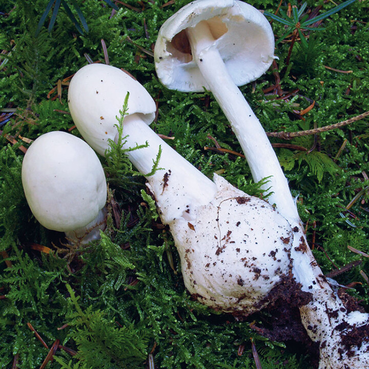 Champignon mortel amanite