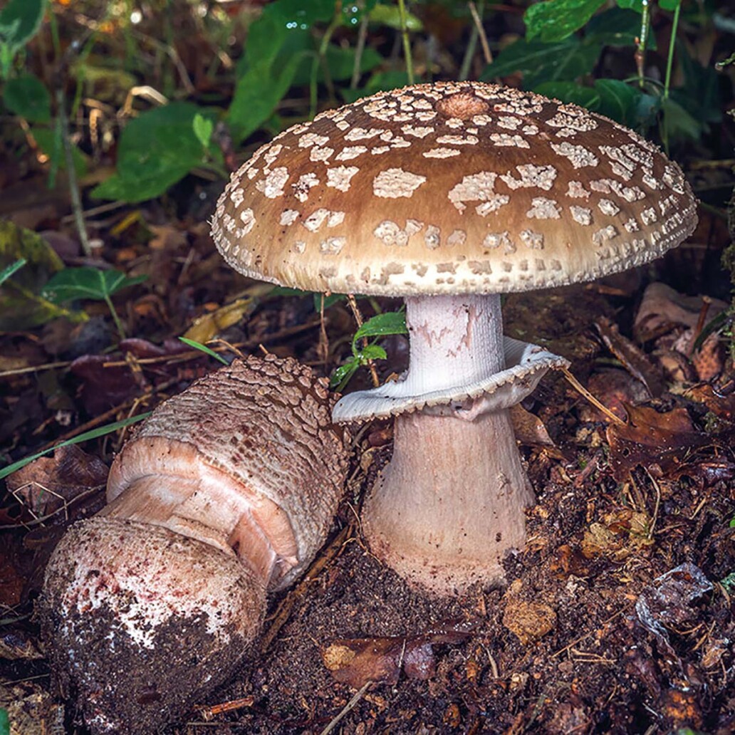 Amanite rougissante (amanita rubescens) : bon comestible