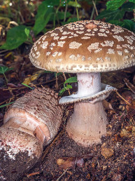 Amanite rougissante (amanita rubescens) : bon comestible