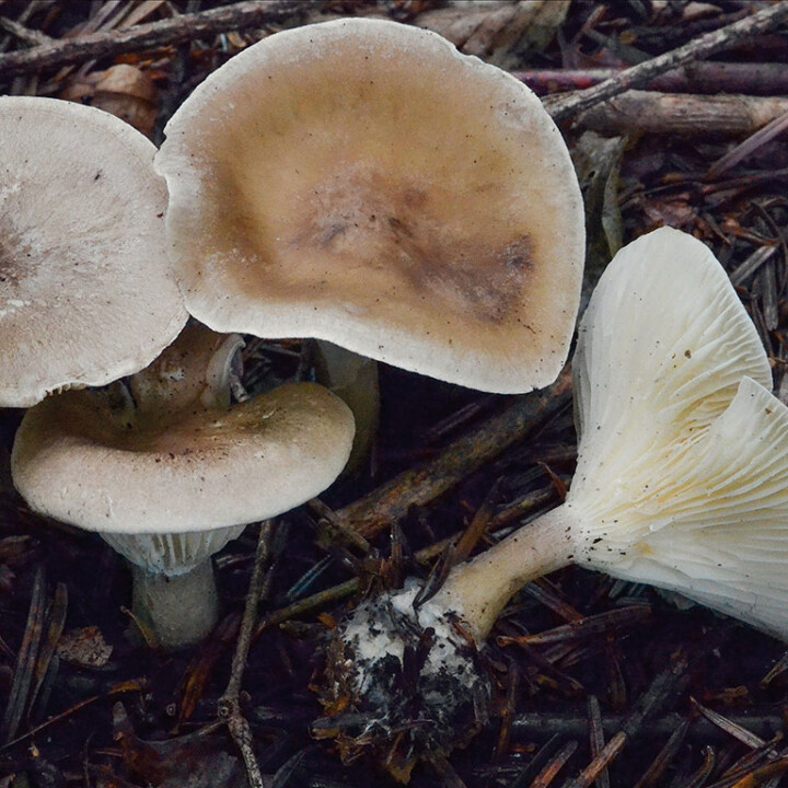 Champignon clitocybe