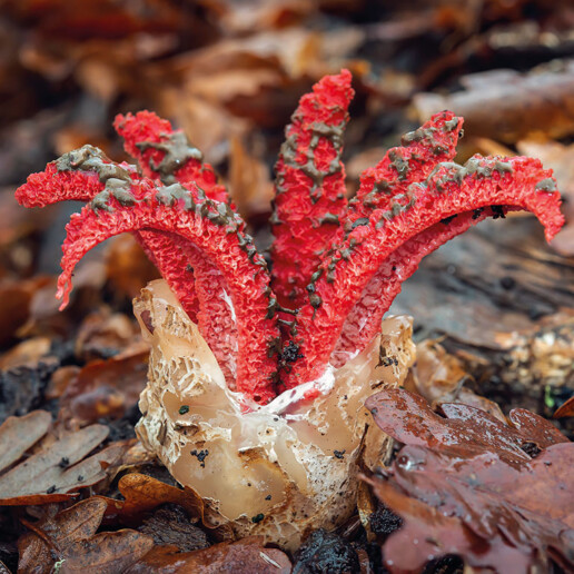 Champignon rouge