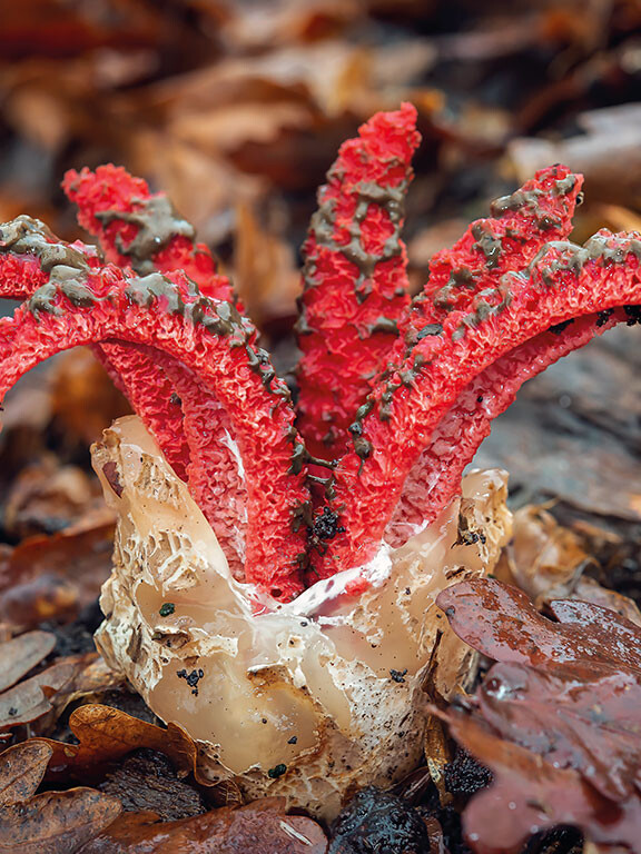 Champignon rouge