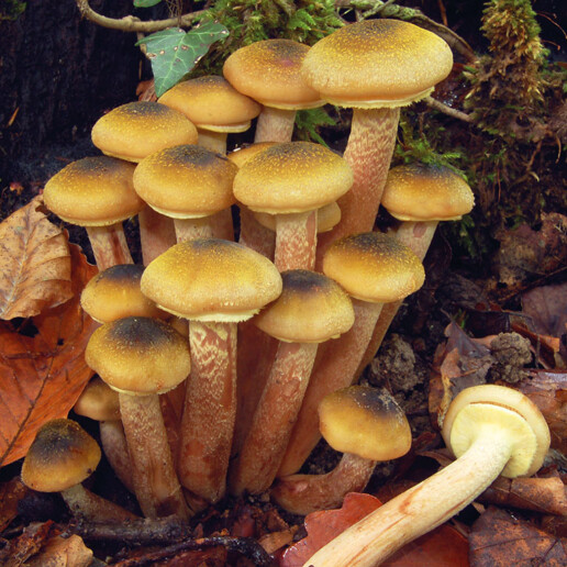 Champignon parasite