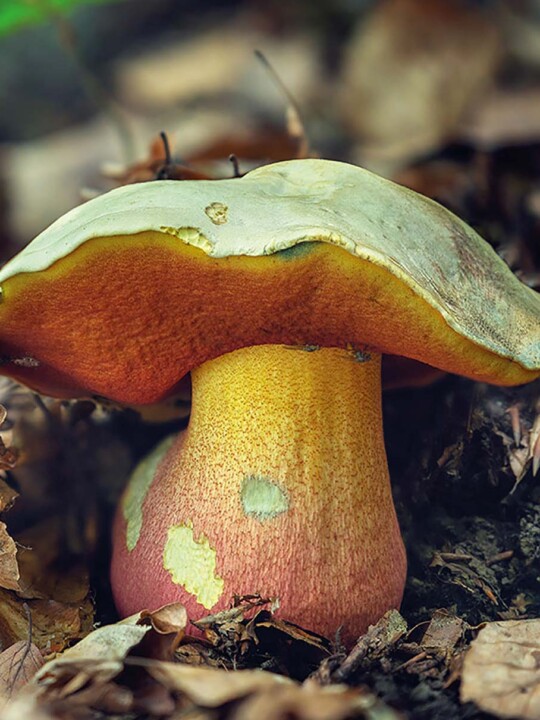 Champignon Bolet Satan (rubroletus satanas) : champignon toxique en foret