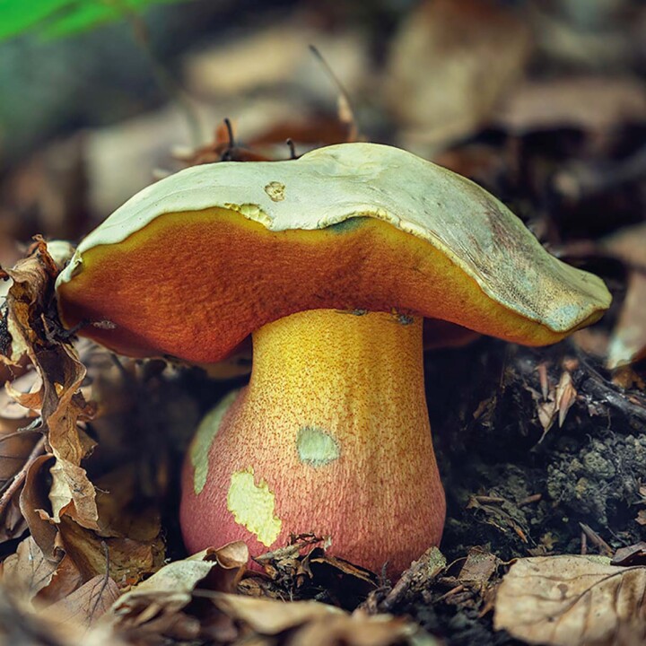 Champignon Bolet Satan (rubroletus satanas) : champignon toxique en foret