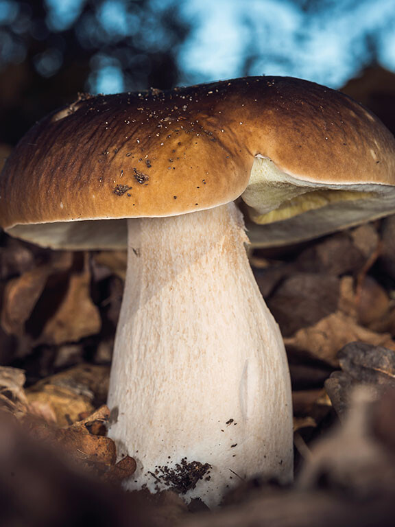 Champignon cèpe