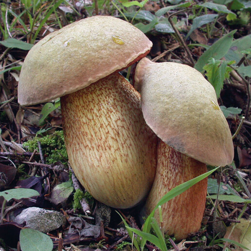 Champignon bolet