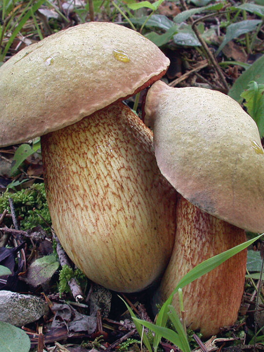 Champignon bolet