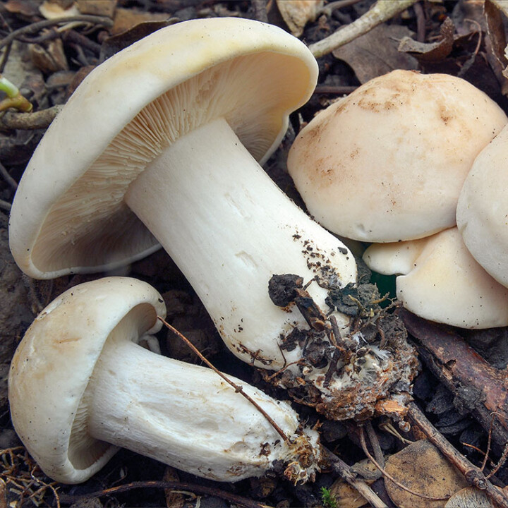 Champignon mousseron